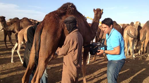 Algerian mix of camel milk and urine, a miracle cure?
