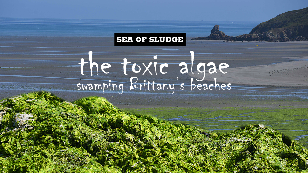 toxic seaweed