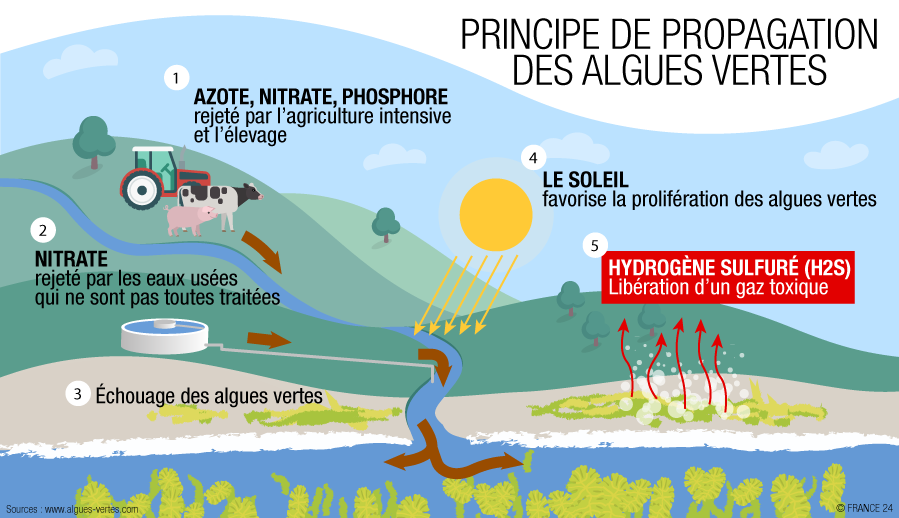 Algues vertes : l'agriculture bretonne saura-t-elle (ré)concilier élevage  et environnement ? - Options